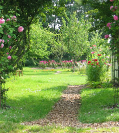 Pfad durch den Rosengarten